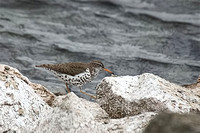 Spotted Sandpiper 2