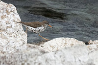 Spotted Sandpiper 5